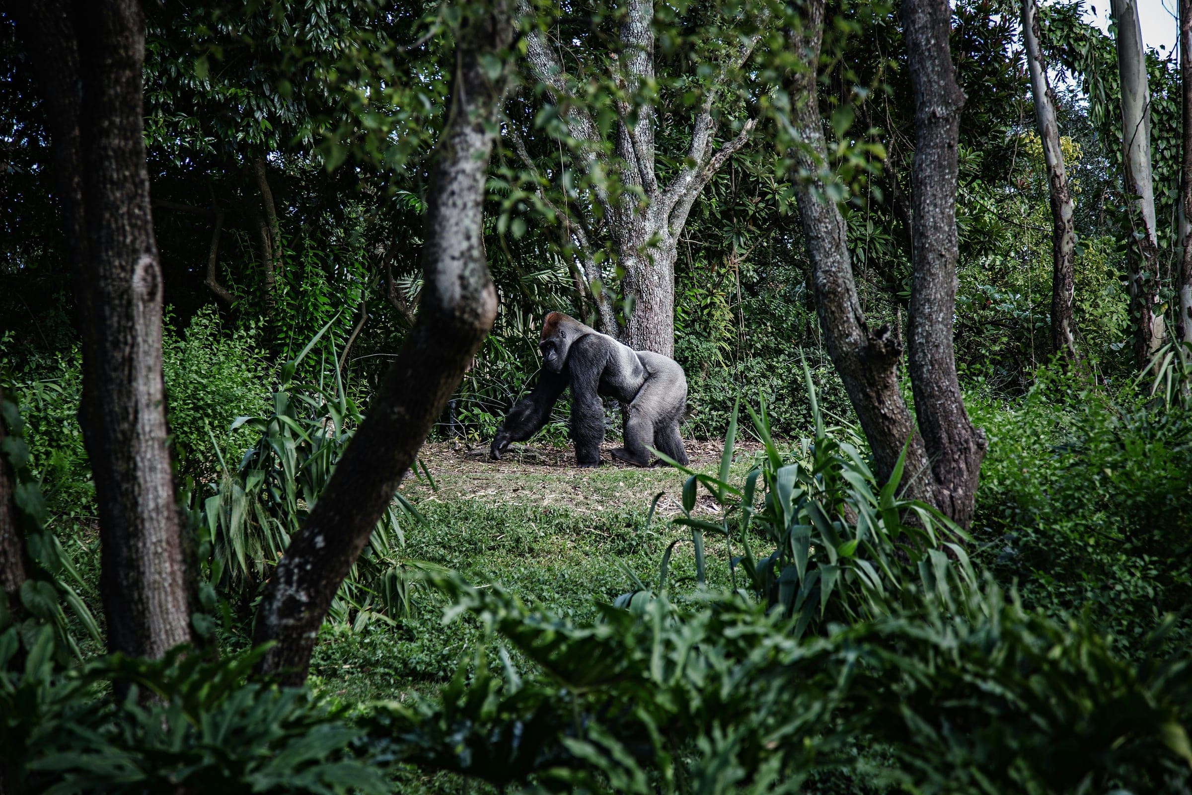 Gorilla in the forest
