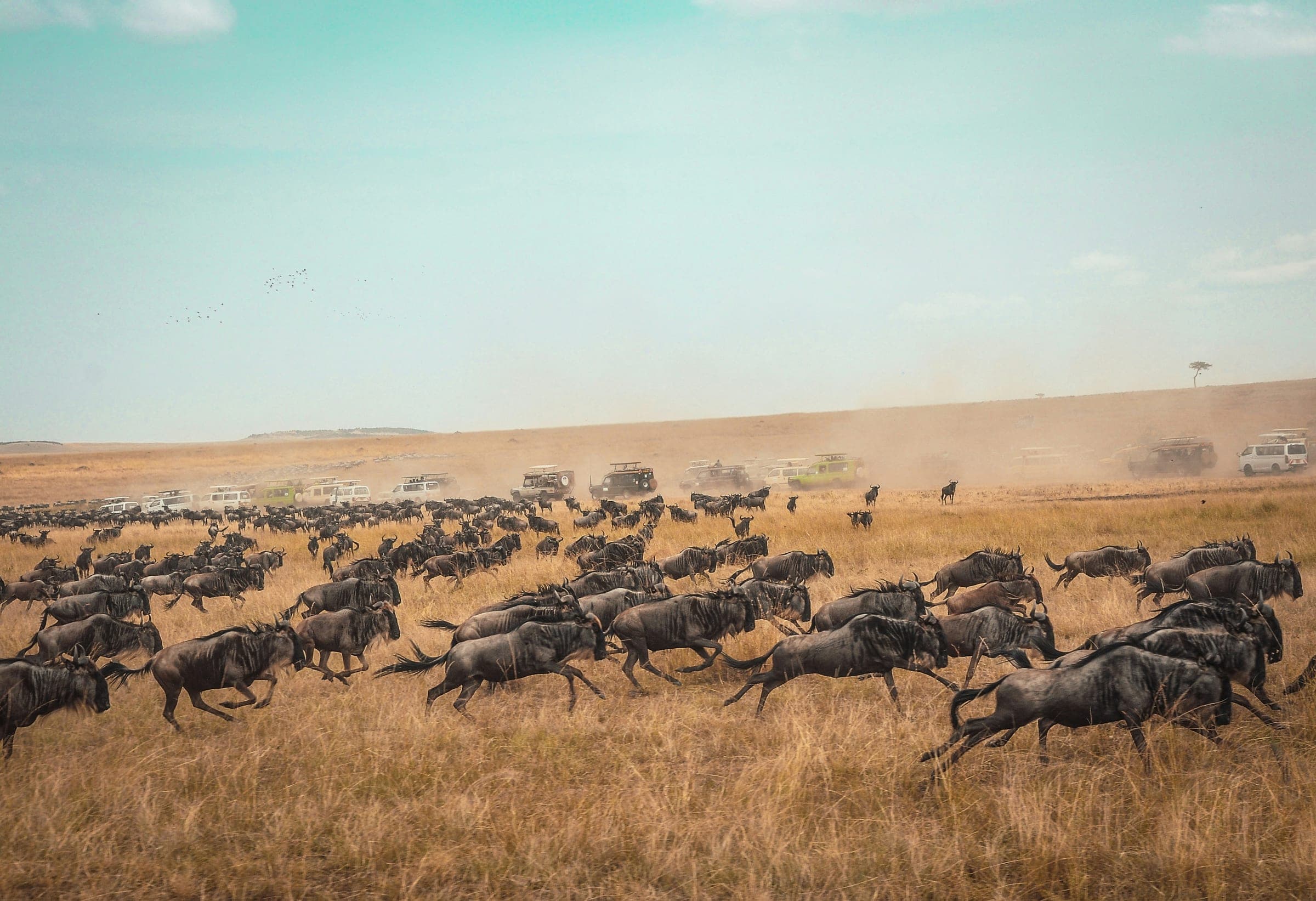 Wildebeest herd crossing the Mara plains