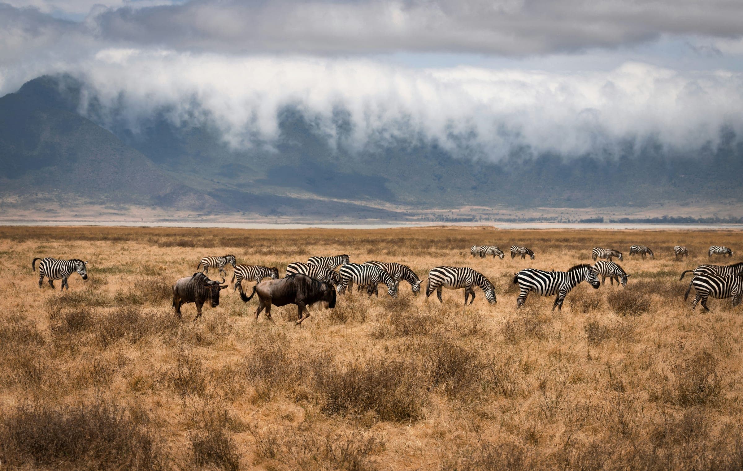 Zebra and wildebeest on the crater floor below the cloud-covered rim