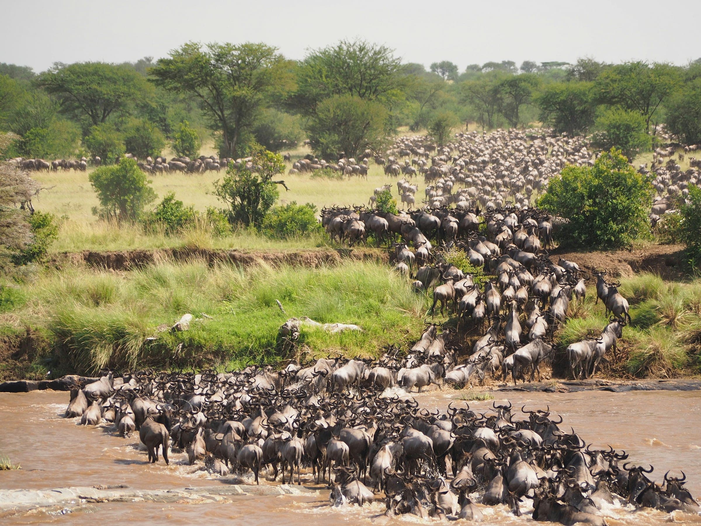 Wildebeest herd crossing a river