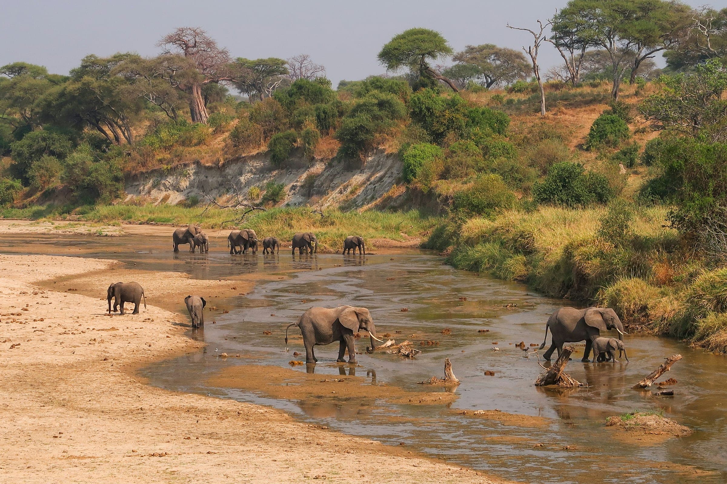 Elephants in a dry riverbed in Tarangire