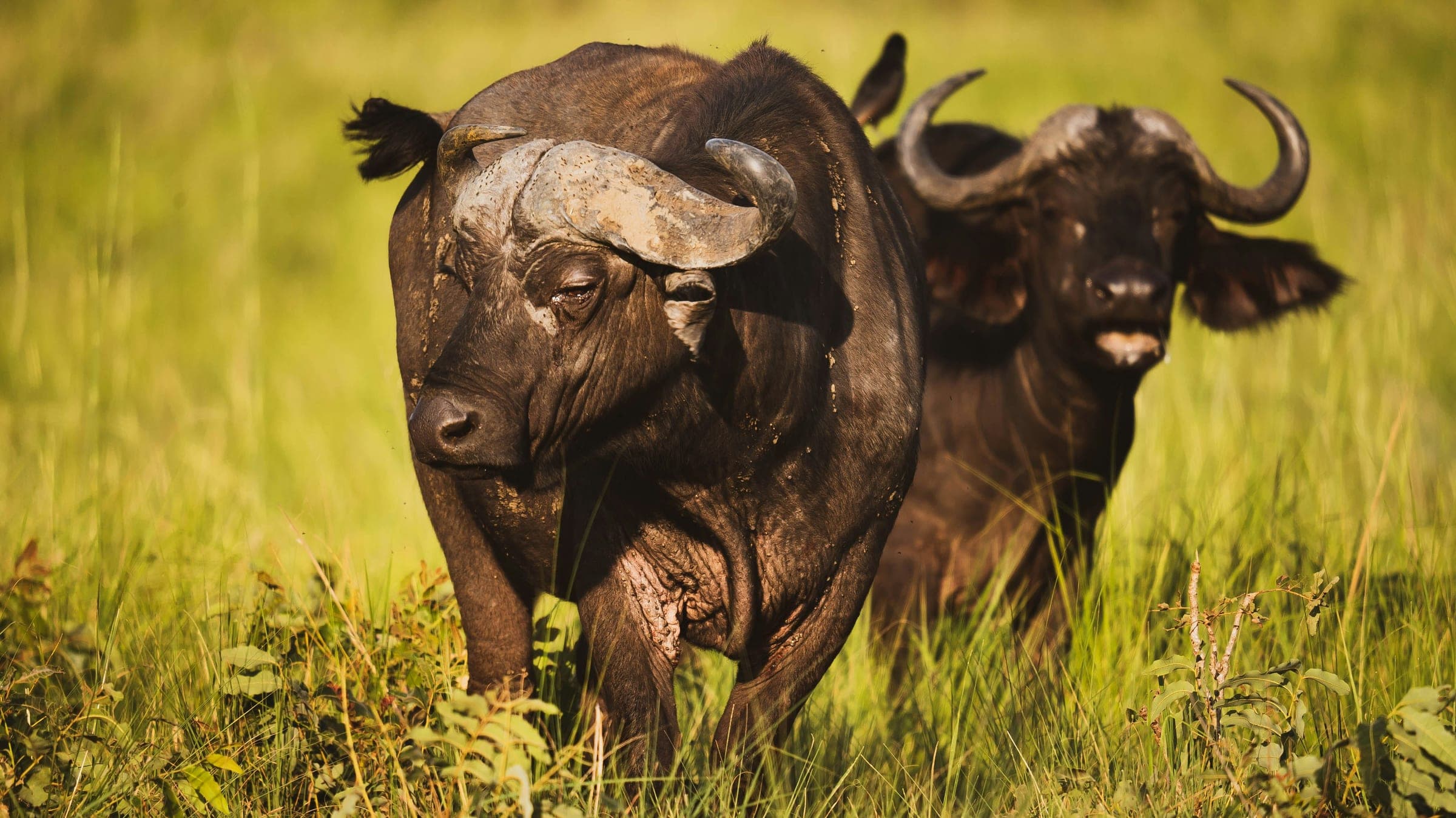 Cape buffalo in tall grass