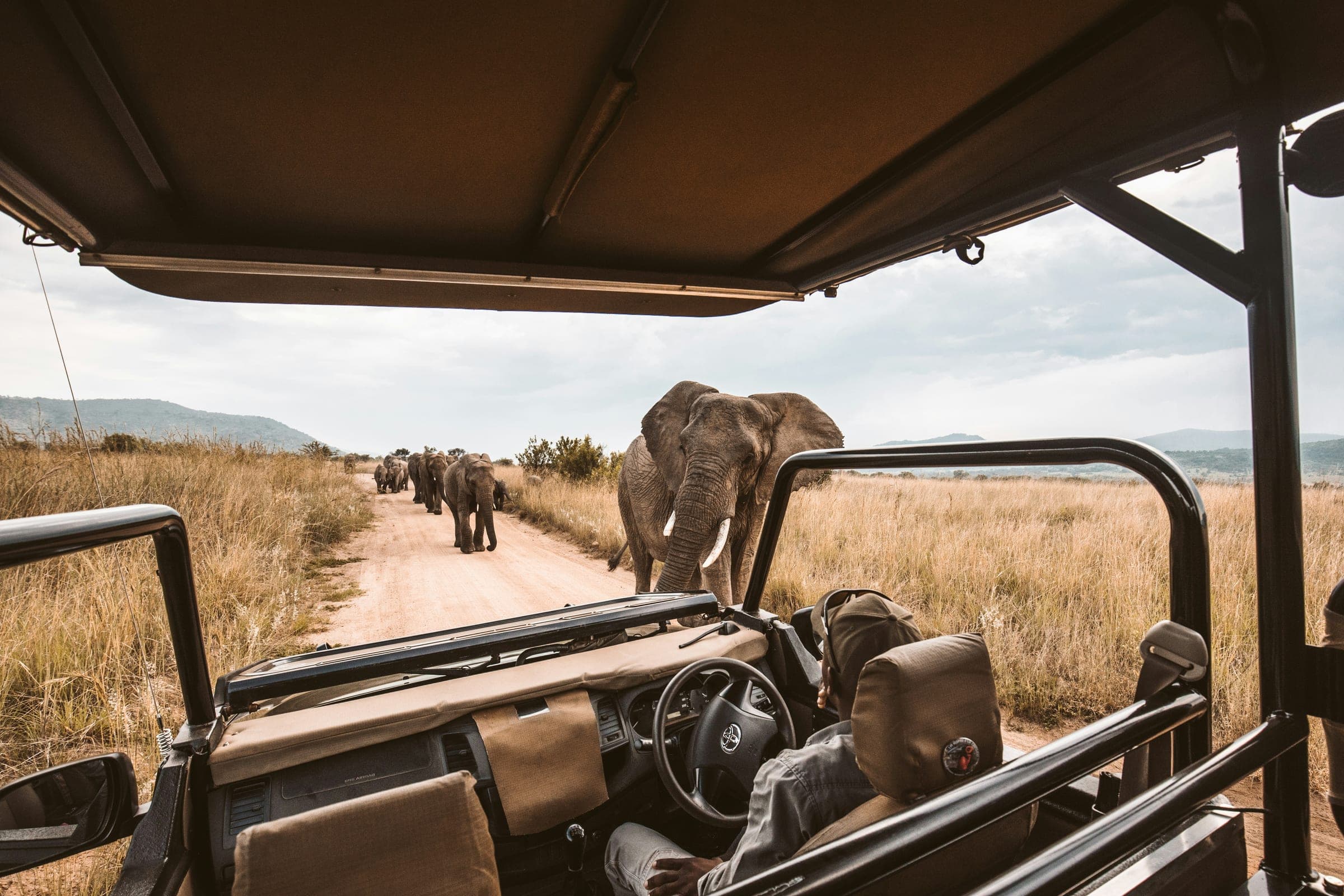 Elephant beside an open safari vehicle