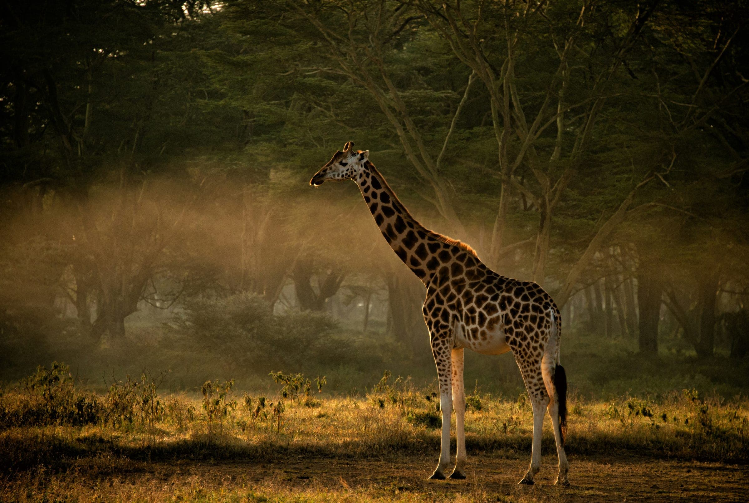 Giraffe in the early light